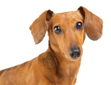 Beyaz arka plan üzerinde izole kahverengi dachshund köpek