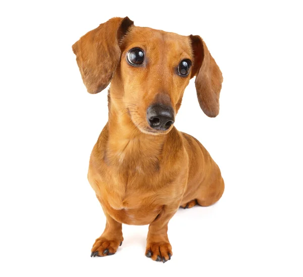 Brown cão dachshund isolado no fundo branco — Fotografia de Stock