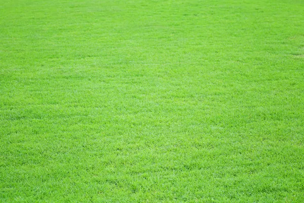 Campo de hierba prado fondo — Foto de Stock