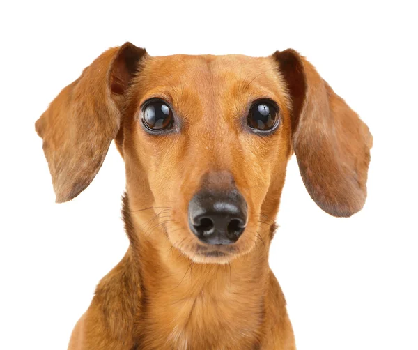 Teckel hond portret — Stockfoto