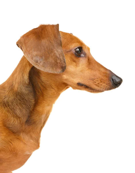 Cão dachshund — Fotografia de Stock