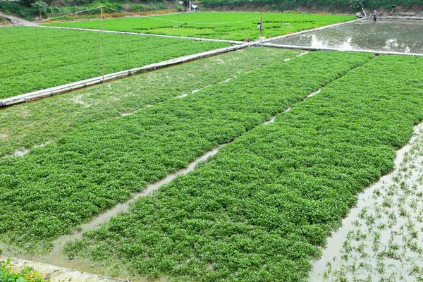 Campo e prado — Fotografia de Stock