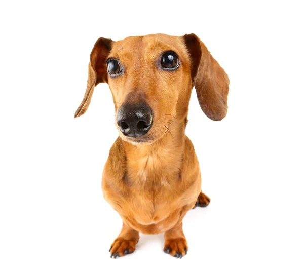 Retrato de perro Dachshund — Foto de Stock