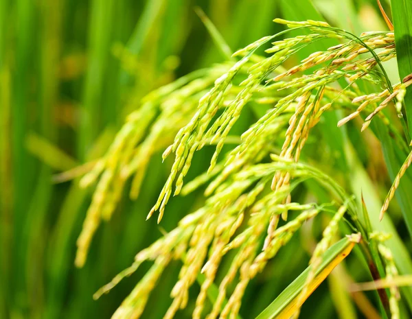 Neloupaná rýže pole — Stock fotografie