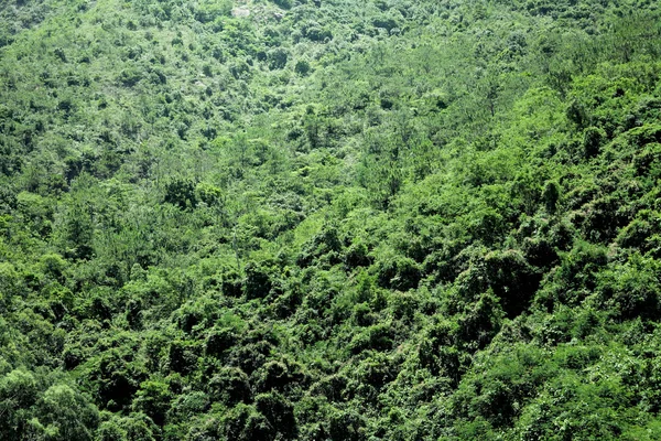 山は緑の植物 — ストック写真