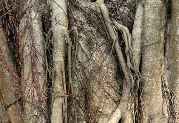 Raíz de árbol —  Fotos de Stock