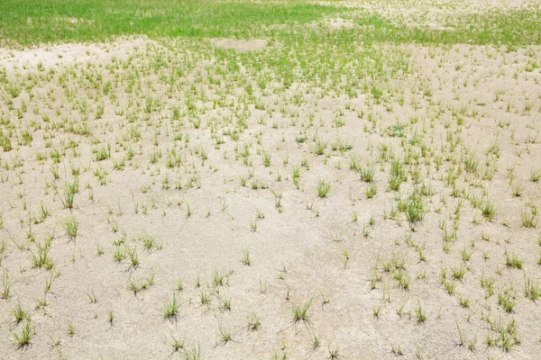 Dried lawn — Stock Photo, Image