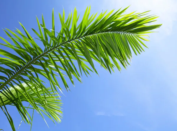 Groene blad van conifeerachtige boom onder de blauwe hemel — Stockfoto