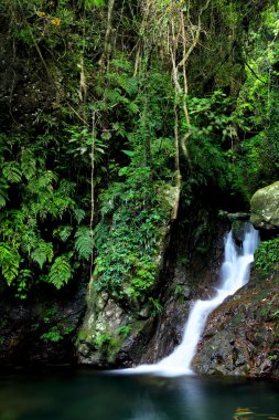 Jungle şelale