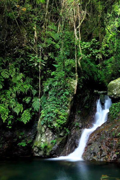 Selva con cascada — Foto de Stock