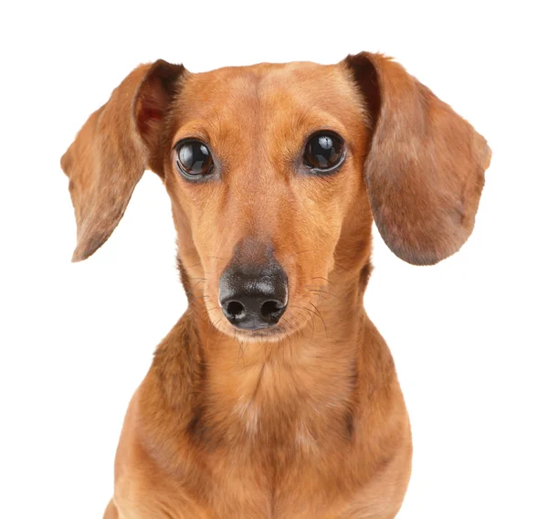 Dachshund dog — Stock Photo, Image