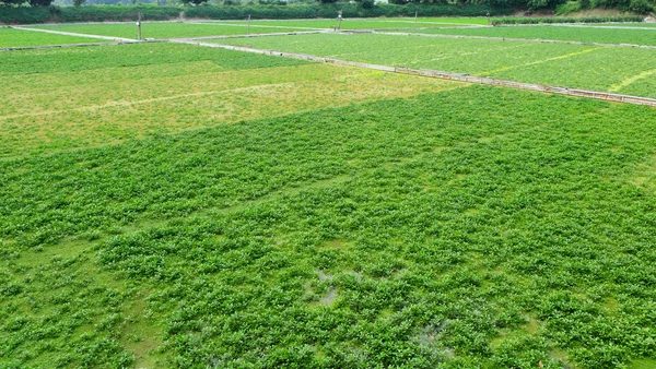 Bauernhof mit landwirtschaftlichen Produkten — Stockfoto