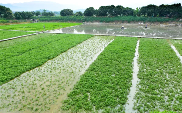 Granja con productos agrícolas — Foto de Stock