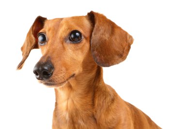 Dachshund Köpek
