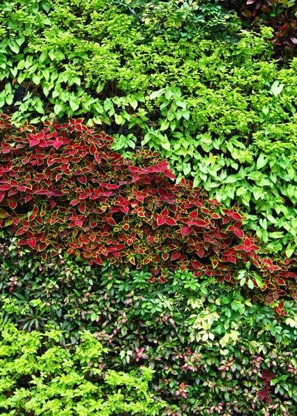 Planta verde en la pared —  Fotos de Stock
