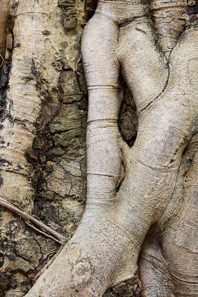 Tree root — Stock Photo, Image