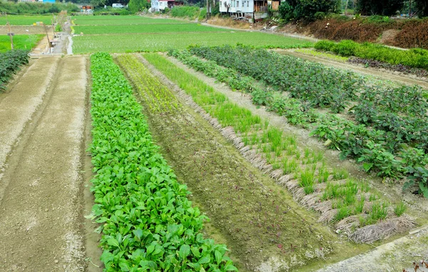 Bauernhof mit landwirtschaftlichen Produkten — Stockfoto