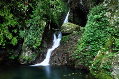 Jungle şelale