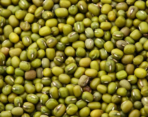 Feijão de mung close-up — Fotografia de Stock