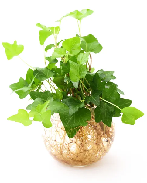 Potted plant isolated on white background — Stock Photo, Image