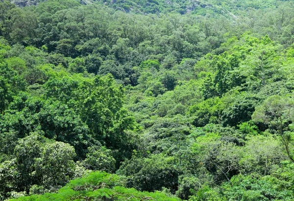 Pianta verde sulla montagna — Foto Stock