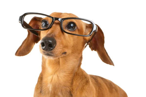 Dackelhund trägt schwarze Brille — Stockfoto