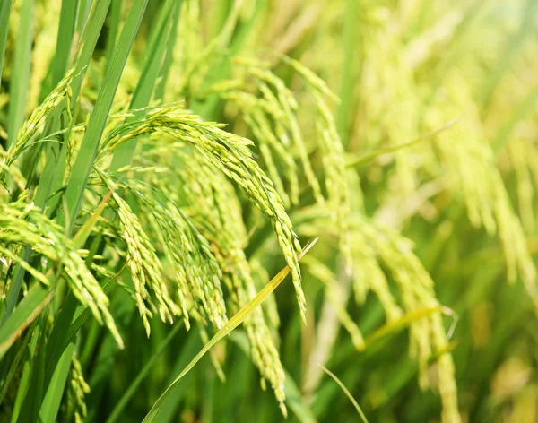 Campo de arroz con cáscara cerca —  Fotos de Stock