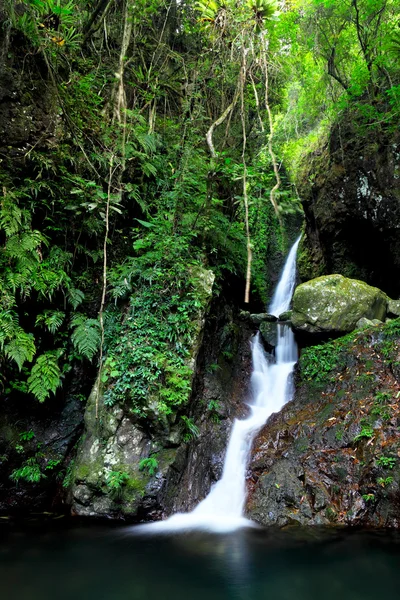Wasserfall im Wald — Stockfoto