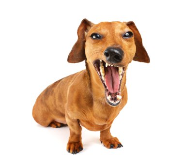 bağırmayı dachshund köpek
