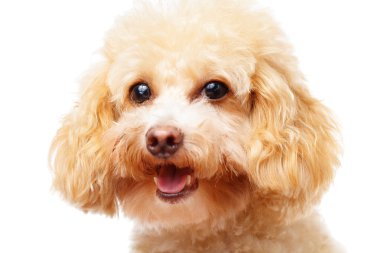 Beyaz arka plan üzerinde izole köpek kaniş