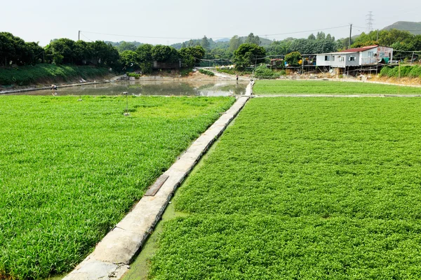 Weg im Feld — Stockfoto