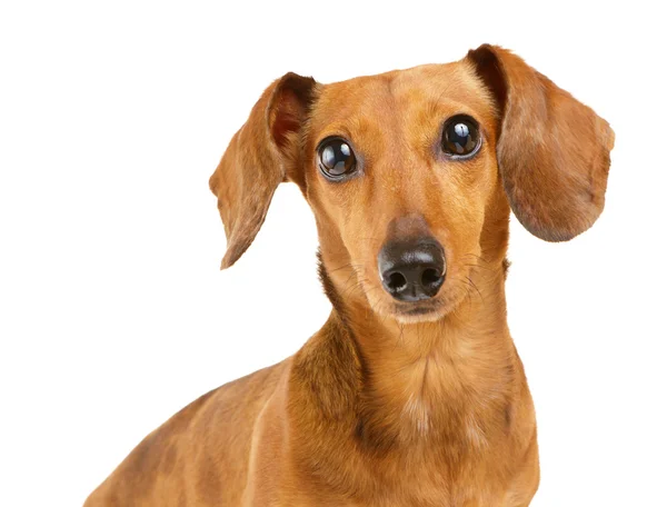 Dachshund cão retrato — Fotografia de Stock