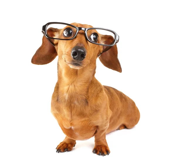 Дахшундський собака в окулярах — стокове фото