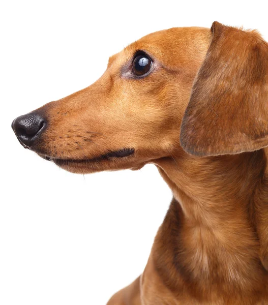 Dachshund dog — Stock Photo, Image