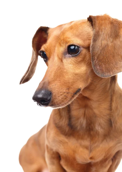 Perro salchicha — Foto de Stock