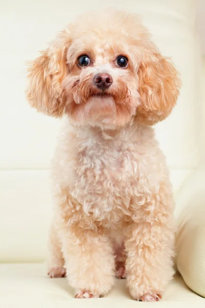 Portret pudel pies — Zdjęcie stockowe