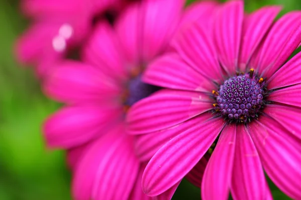 紫色の花を閉じて — ストック写真