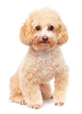 köpek kaniş