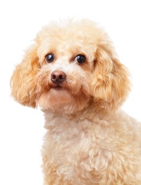 köpek fino köpeği portre