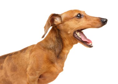 bağırmayı dachshund köpek