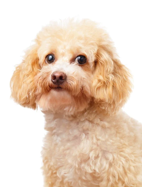 Dog poodle portrait — Stock Photo, Image