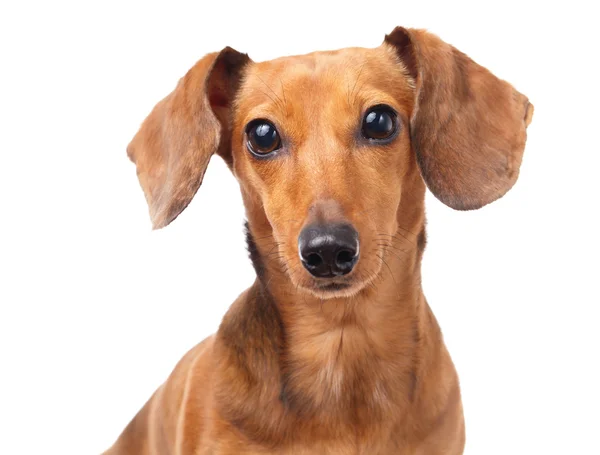 ダックスフント犬の肖像画 — ストック写真