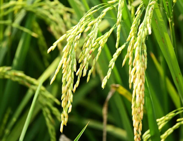 Paddy campo de arroz de perto — Fotografia de Stock