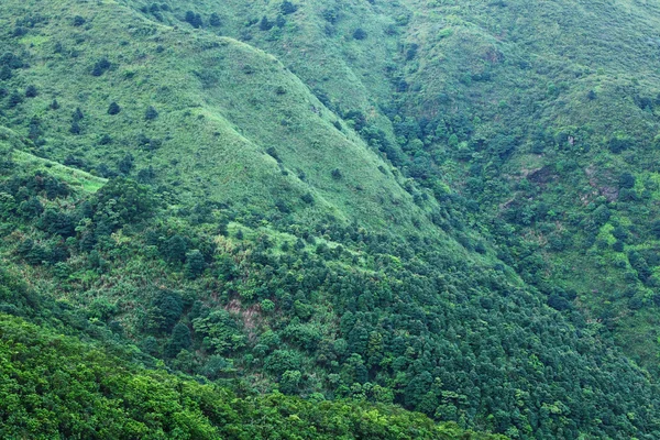 绿色的植物在山 — 图库照片