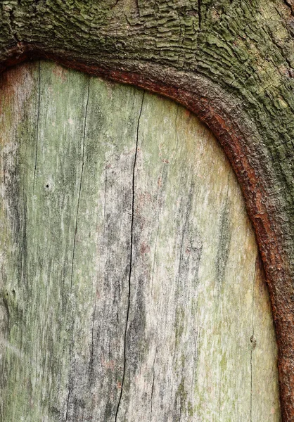 Texture of tree stump — Stock Photo, Image