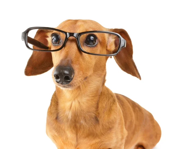 Dackelhund trägt Brille — Stockfoto