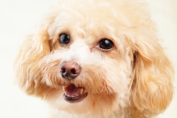 Psa pudl izolovaných na bílém pozadí — Stock fotografie