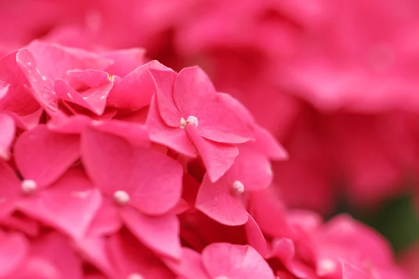 Flor de hortensia rosa — Foto de Stock