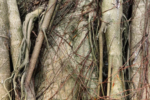 Baumwurzel — Stockfoto