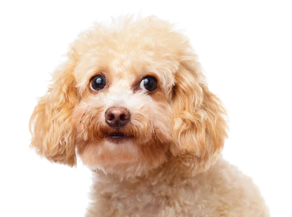 Cão poodle close-up — Fotografia de Stock